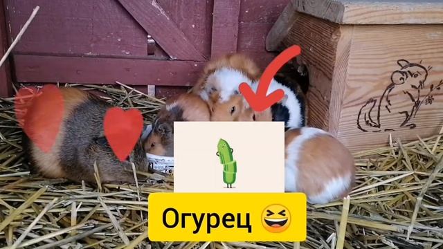 10 фактов о морских свинках.
