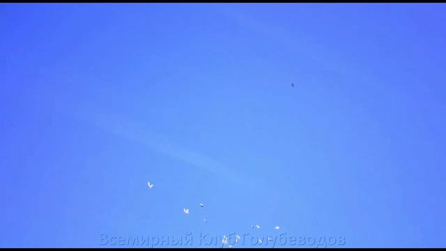 БОЙНЫЕ ГОЛУБИ КАЗАХСТАНА ДОСТОЙНЫЕ ВНИМАНИЯ смотреть онлайн