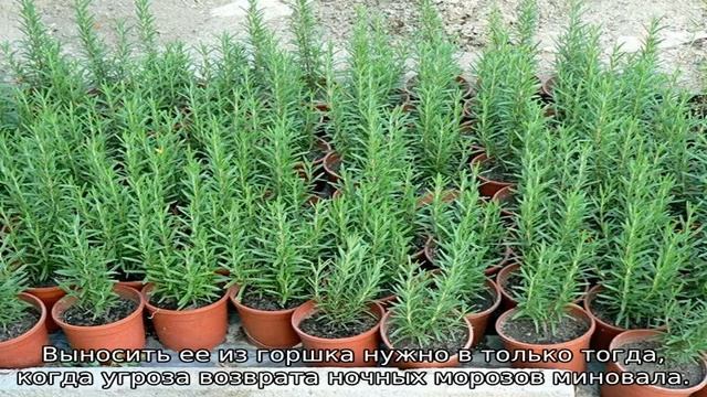 Розмарин: посадка и уход в домашних условиях