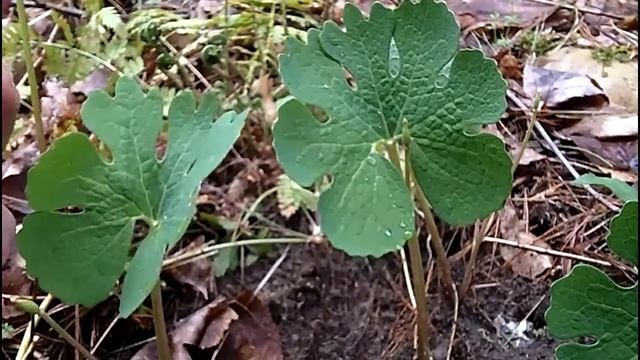 MyNature Apps; Identifying Bloodroot, Sanguinaria Canadensis