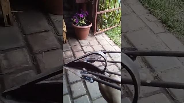 Самодельная веерная картофелекопалка
