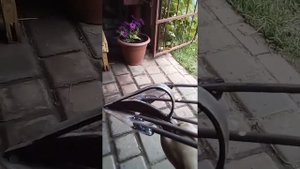Самодельная веерная картофелекопалка