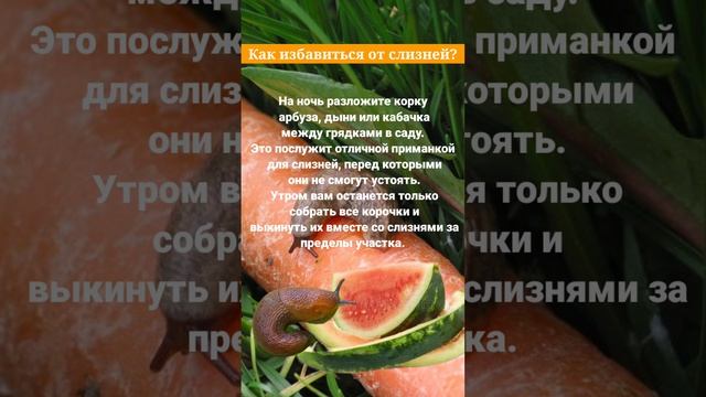 приманка для слизней