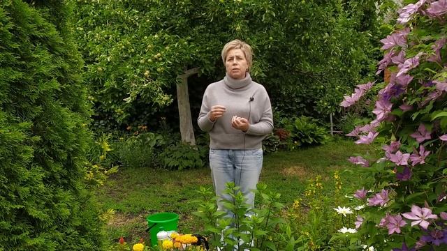 После этих подкормок шикарное цветение гортензии обеспечено /  Садовый гид