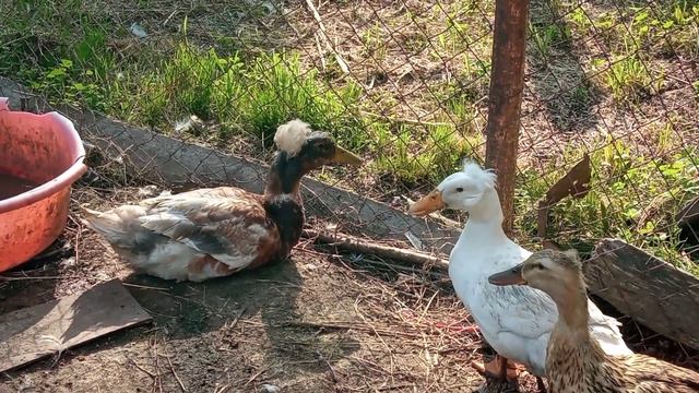 Утки для разведения. Какую утку выбрать? смотреть онлайн