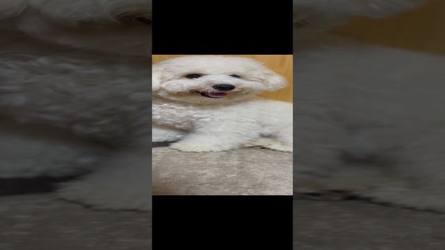 Самый главный плюс собаки