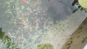 Мальки золотой рыбки в бассейне, днём и ночью.#прудсвоимируками #золотыерыбки #золотовпруду