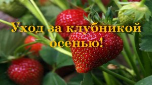 Уход за клубникой осенью!