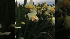 Narcissus 'Replete' in all her glory