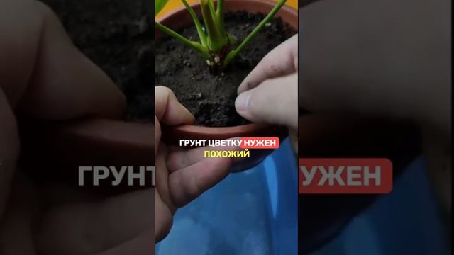 «МУЖСКОЕ СЧАСТЬЕ»: справится даже начинающий!