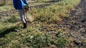 Косим ботву картофеля