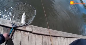 Форель на спиннинг. Проводки приманок Jara Baits Bufworm