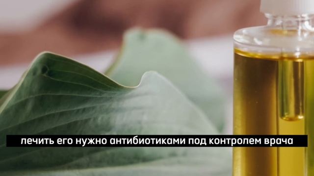 Китайские лекари открыли секрет КАМФОРНОГО МАСЛА ! Камфора