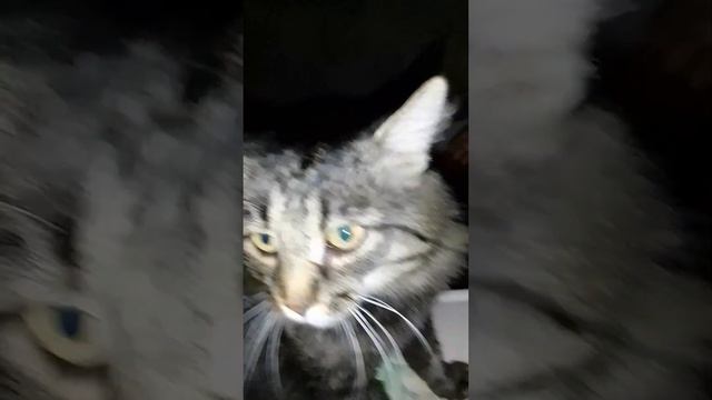 Проведал ? , парень хоть и тяжело но отходит от стресса уличной жизни.?