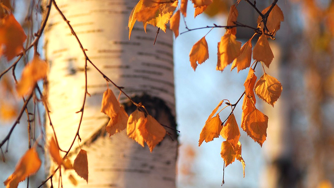 Березка последние. Береза осень. Листья березы осенью. Осенняя ветка березы. Березовый лист.
