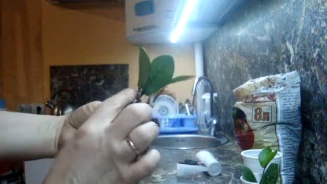 Разведение замиакулькаса. Часть III. 17.02.2016 г. смотреть онлайн