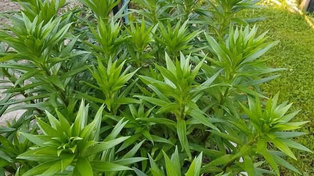 01 июня 2023  Рододендроны отцвели, что делать после цветения. На лилиях красный жук.