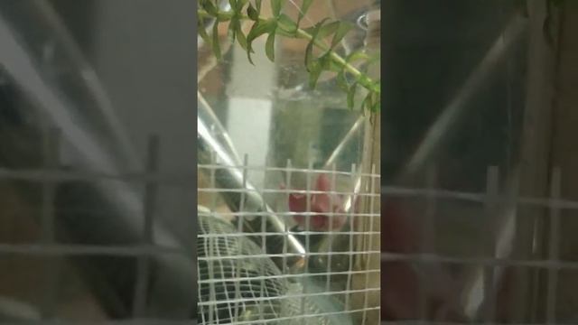 Нерест тернеции глофиш смотреть онлайн