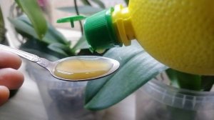 орхидея без корней как спасти и нарастить корни за два дня