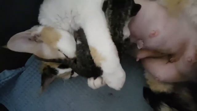 bb devon rex смотреть онлайн