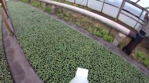 Защита арбузной рассады от болезней (Превикур-Энерджи)