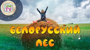 Белорусский лес