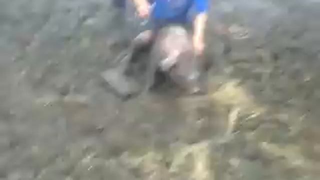 Поездка на хрюше-leksus)прикол 2014) 2 часть) смотреть онлайн