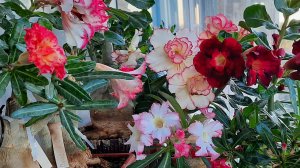 Адениумы, цветение, правая с торона балкон, июнь 2019 г.