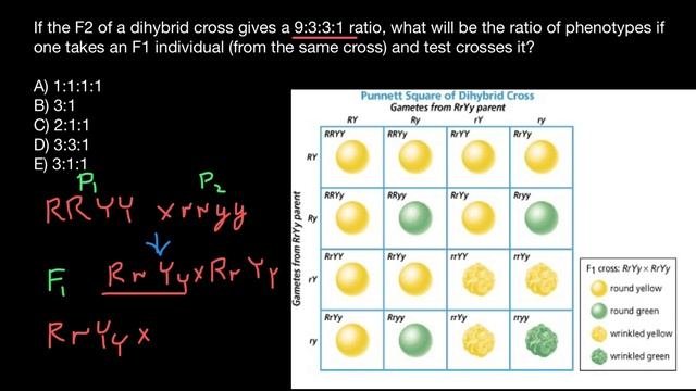 Dihybrid Cross Explained