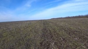 Сев гороха- самой сложной при посеве  по No -till