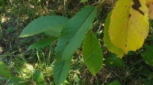 Срочно обработайте  сливы,вишни и черешни от этих заболеваний ! Коккомикоз, Клястероспориоз