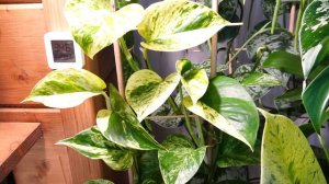 Новая сансевиерия / вредители на комнатных растениях / моя коллекция растений