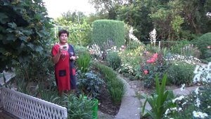 Чем я обрабатываю розы от ЧЕРНОЙ ПЯТНИСТОСТИ при появлении первых признаков болезни