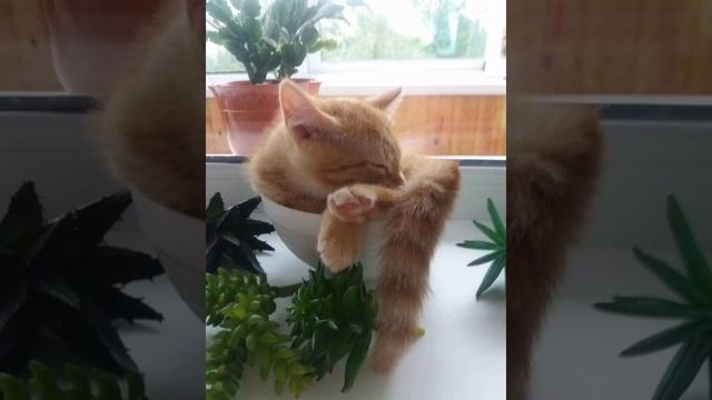 ?Рыжий кот.? смотреть онлайн