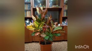 Кротон (кодиеум) в интерьере