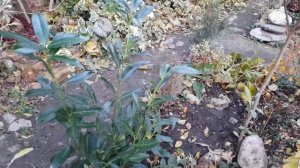 СКУМПИЯ КОЖЕВЕННАЯ,ЛАВРОВИШНЯ,ПУЗЫРЕПЛОДНИКИ,МАГОНИЯ,ГЕЙХЕРА,ФОТИНИЯ ПЕСТРОЛИСТНАЯ В МОЕМ САДУ!!!??