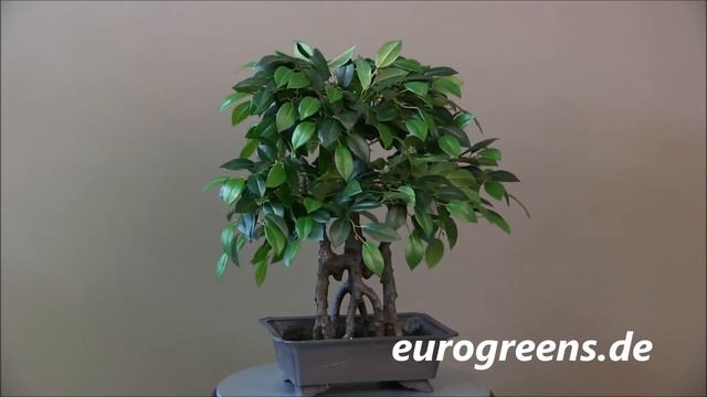 EuroGreens Kunstpflanze Japanischer Ficus Bonsai смотреть онлайн