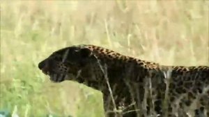 Умный ребенок  Дикие животные для детей