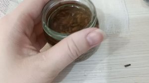 проращиваем расторопшу в баночках от прикорма