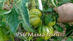 крупноплодные томаты, часть 2