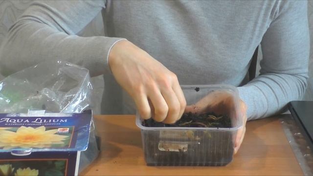 Кувшинка (NYMPHAEA) из магазина. Как сохранить до весны. смотреть онлайн