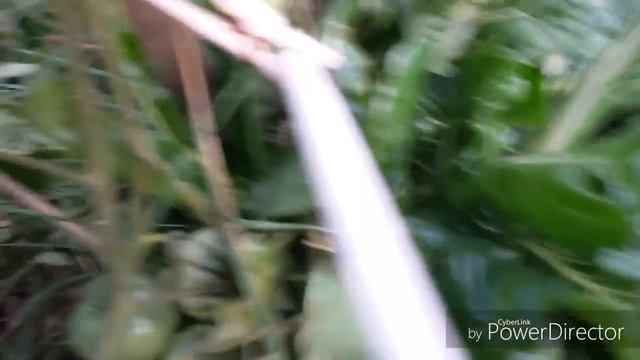 Томаты без полива и прополки. Завершение сезона. смотреть онлайн