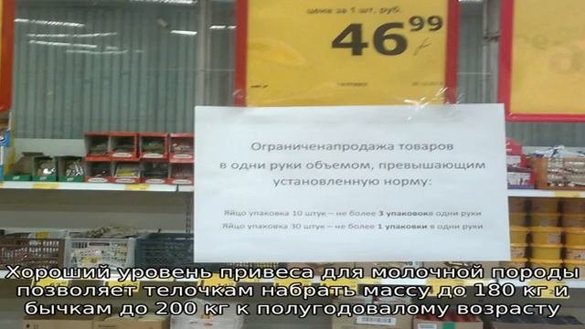 Красная степная порода – выносливые молочные коровы