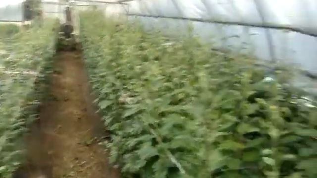 хризантемы заболевание