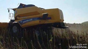 Начало уборки подсолнуха комбайном New Holland TC 5.90