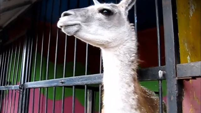 Зверинец "Ноев ковчег" смотреть онлайн