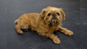 Брюссельский Гриффон. Плюсы и минусы, Цена, Как выбрать, Факты, Уход, История