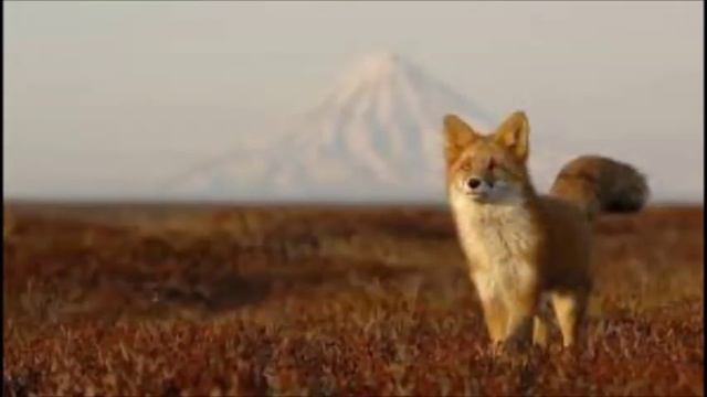 Русских не победить! смотреть онлайн