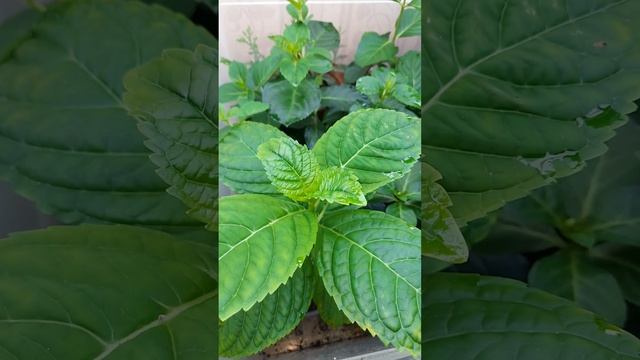 черенки крупнолистных в декабре смотреть онлайн