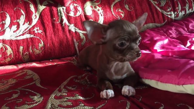 Чихуа шоколадный мальчик смотреть онлайн